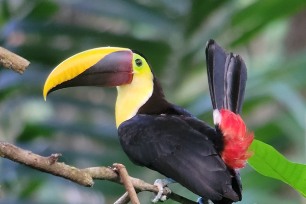 Tucano of Corcovado, Osa Peninsula